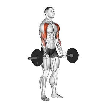 EZ-bar Drag Bicep Curl