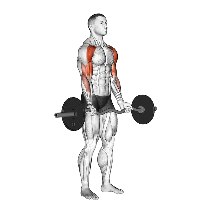 EZ-bar Drag Bicep Curl exercise animation (Male)