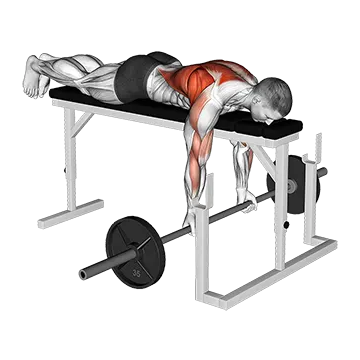 Barbell Lying Close-Grip Underhand Row on Rack
