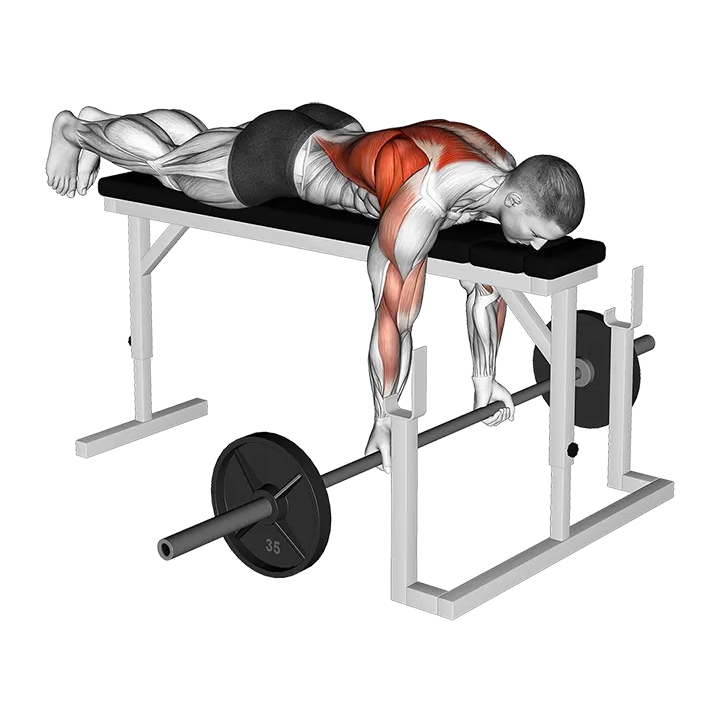 Barbell Lying Close-Grip Underhand Row on Rack exercise animation (Male)