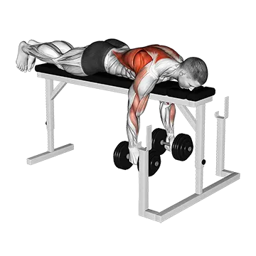 Dumbbell Lying Close-Grip Parallel Row on Rack