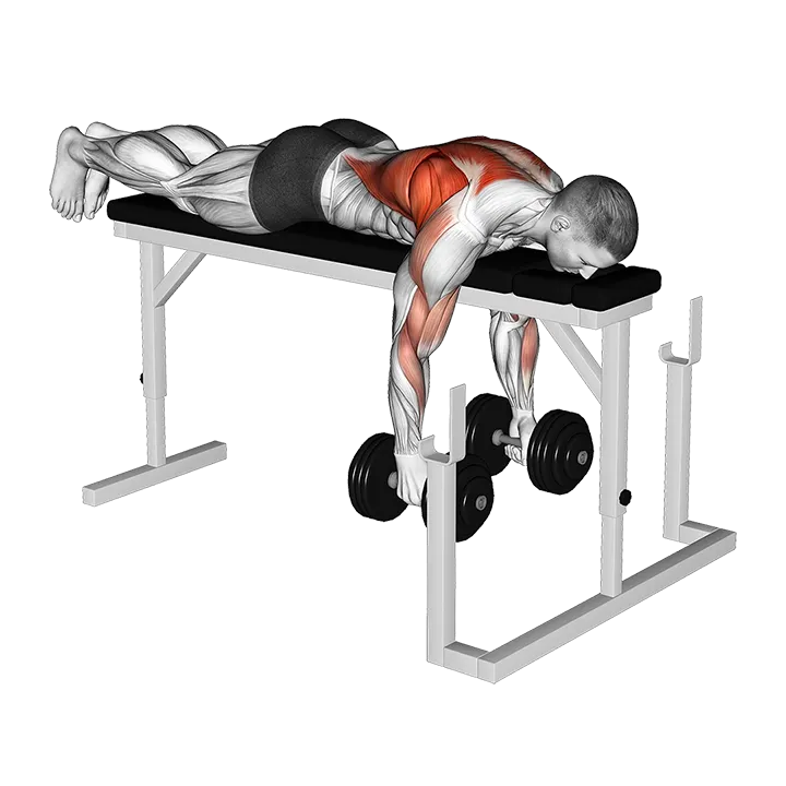 Dumbbell Lying Close-Grip Parallel Row on Rack exercise animation (Male)