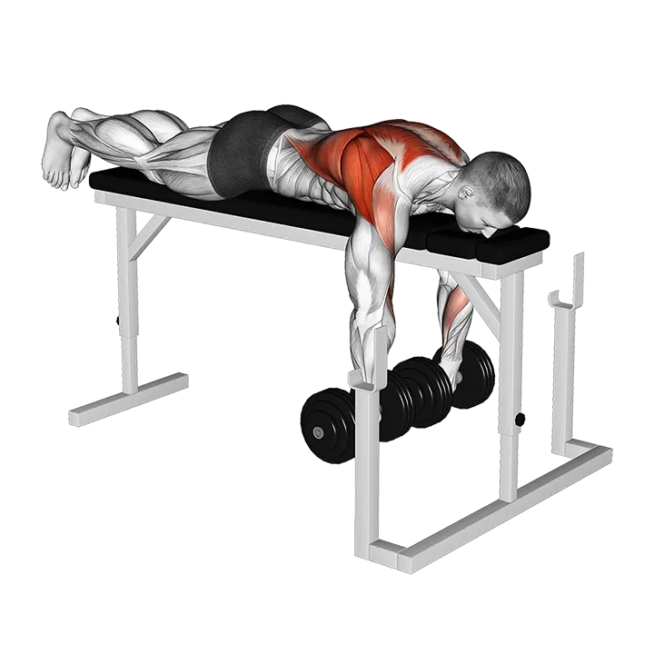 Dumbbell Lying Wide-Grip Row on Rack exercise animation (Male)