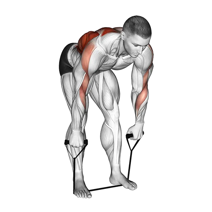 Band Bent Over Wide Grip Row exercise animation (Male)