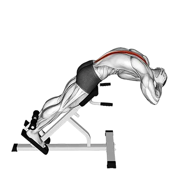 45 degrees Back Extension