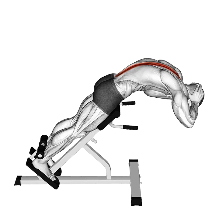 45 degrees Back Extension exercise animation (Male)