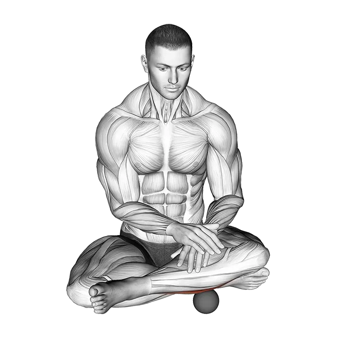Roll Ball Peroneus exercise animation (Male)