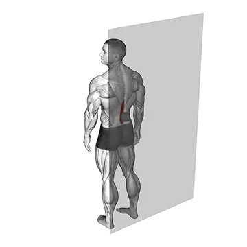 Roll Ball Erector Spinae