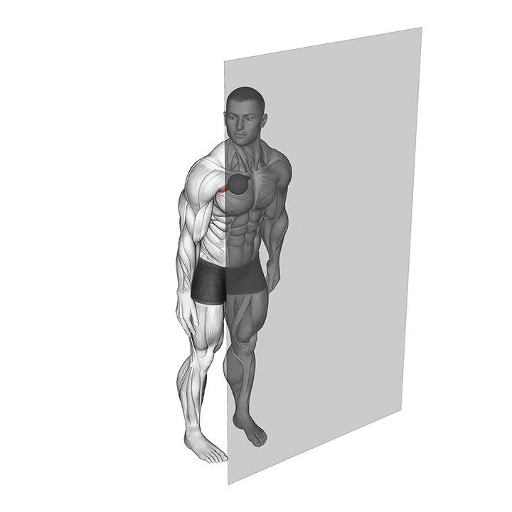 Roll Ball Pectoralis Major - Clavicular exercise animation (Männlich)