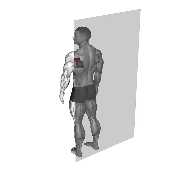 Roll Ball Infraspinatus exercise animation (Male)