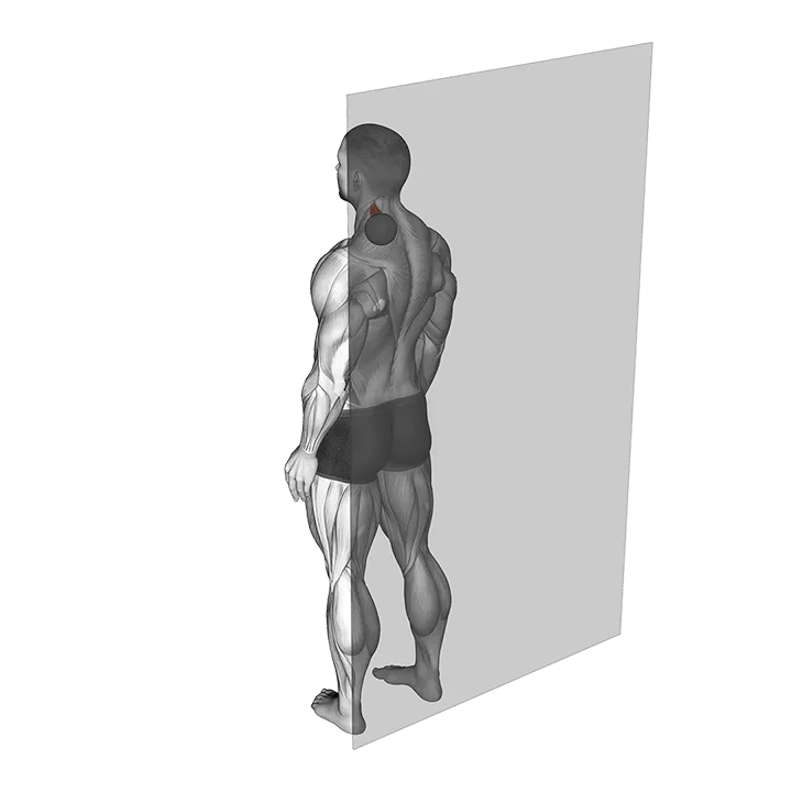 Roll Ball Scapula Levator exercise animation (Male)