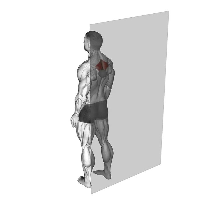 Roll Ball Rhomboid exercise animation (Male)