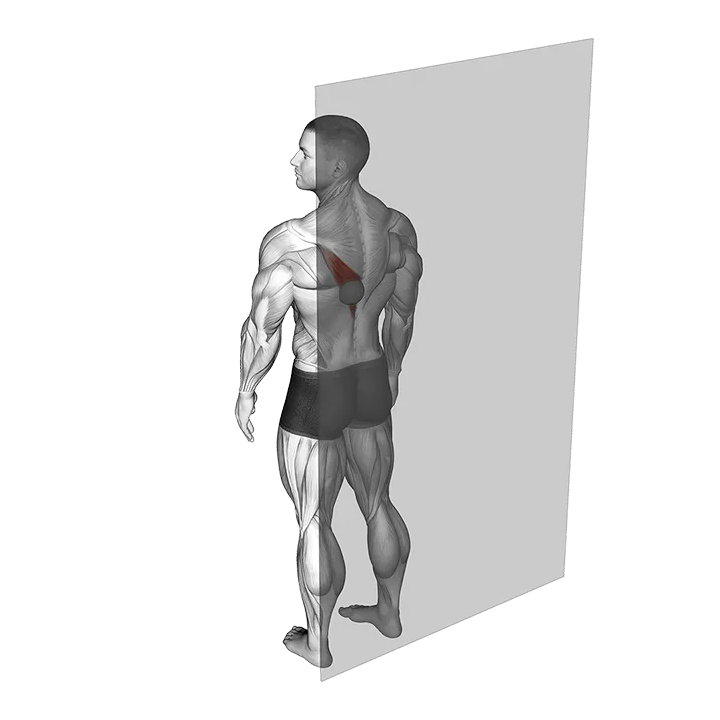 Roll Ball Trapezius Lower exercise animation (Männlich)