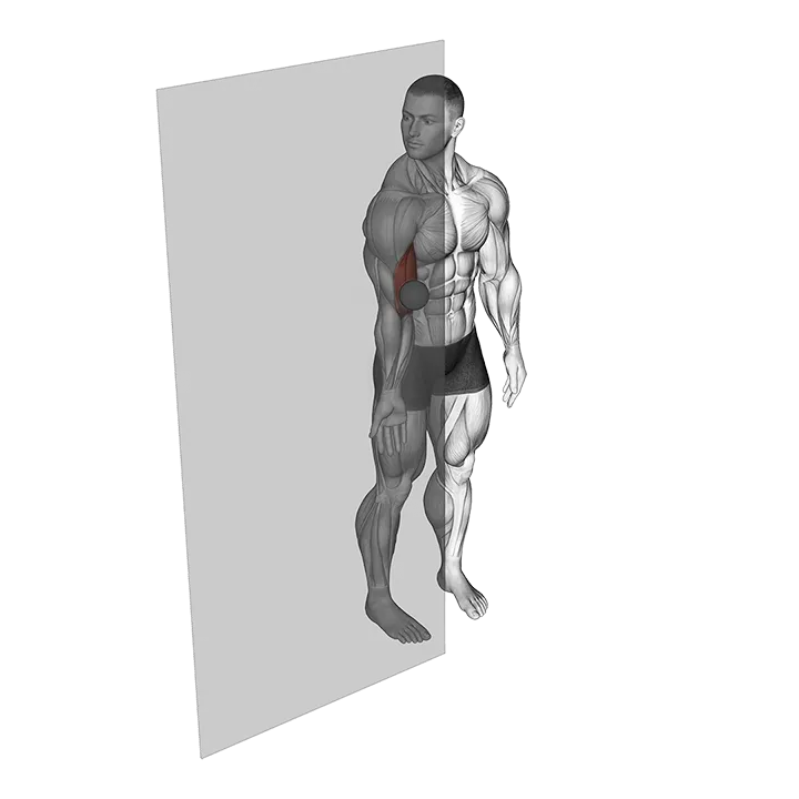 Roll Ball Bicep Brachii exercise animation (Male)
