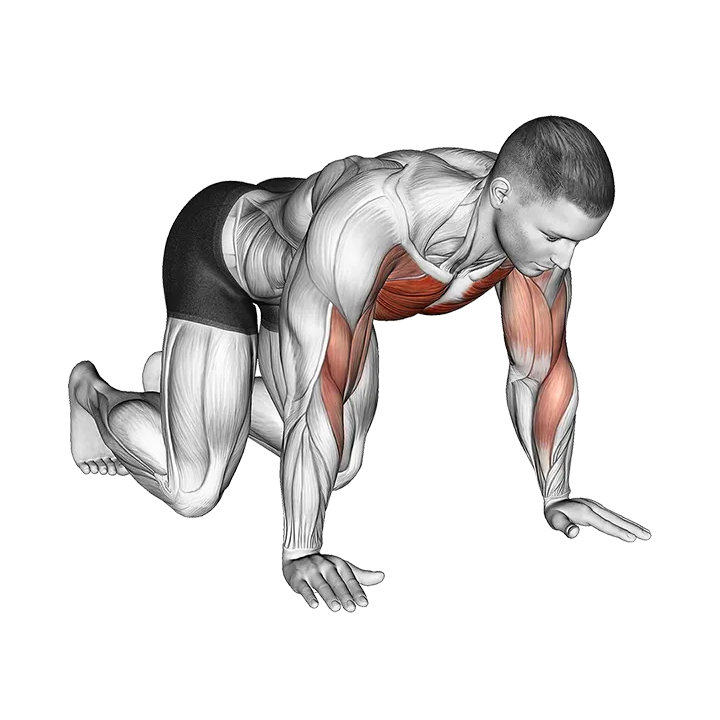 Kneeling Shoulder Tap exercise animation (Male)