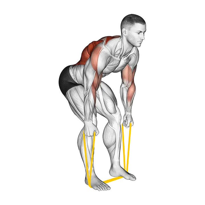 Resistance Band Bent Over Neutral Grip Row exercise animation (Male)