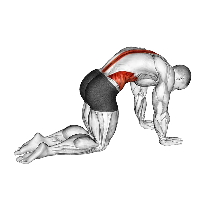 Cat Cow Stretch exercise animation (Male)