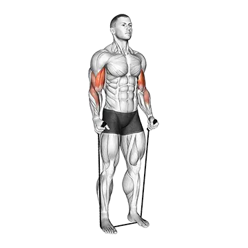 Band Standing Hammer Curl