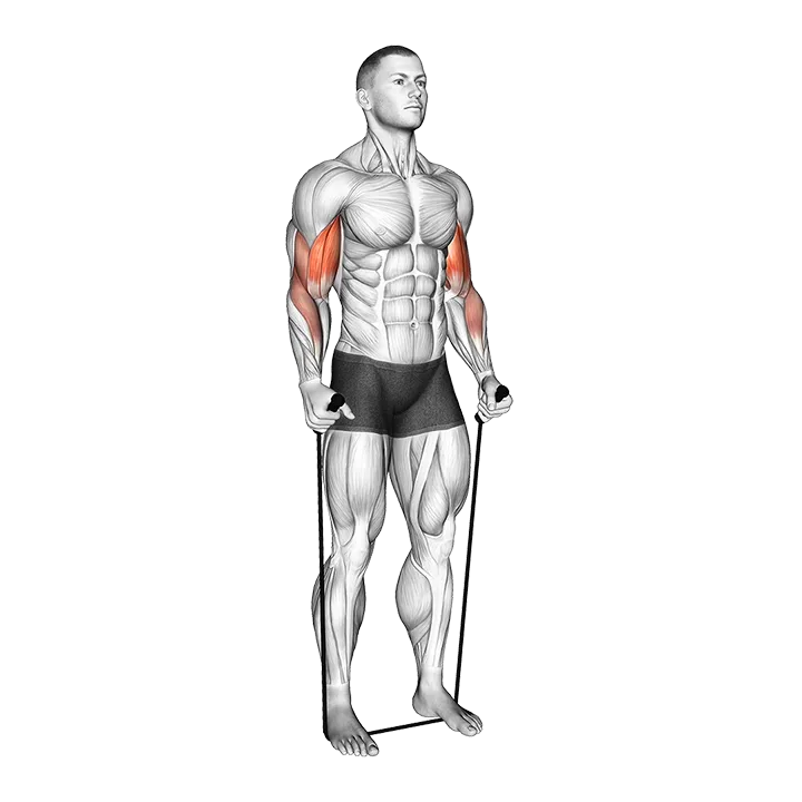 Band Standing Hammer Curl exercise animation (Male)