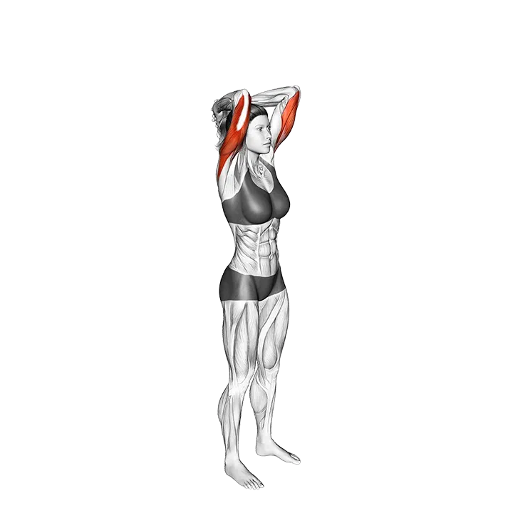 Bodyweight Overhead Triceps Extension exercise animation (Female)