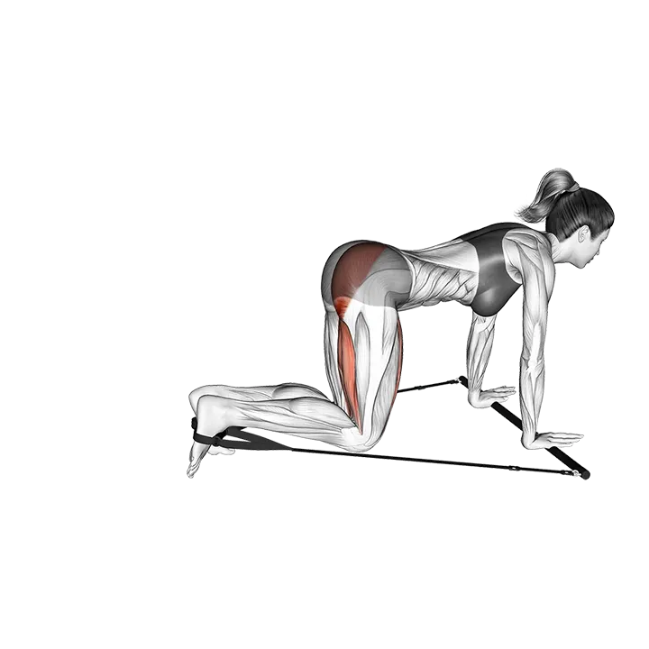 Bar Band Kneeling Single Leg Kick exercise animation (Female)
