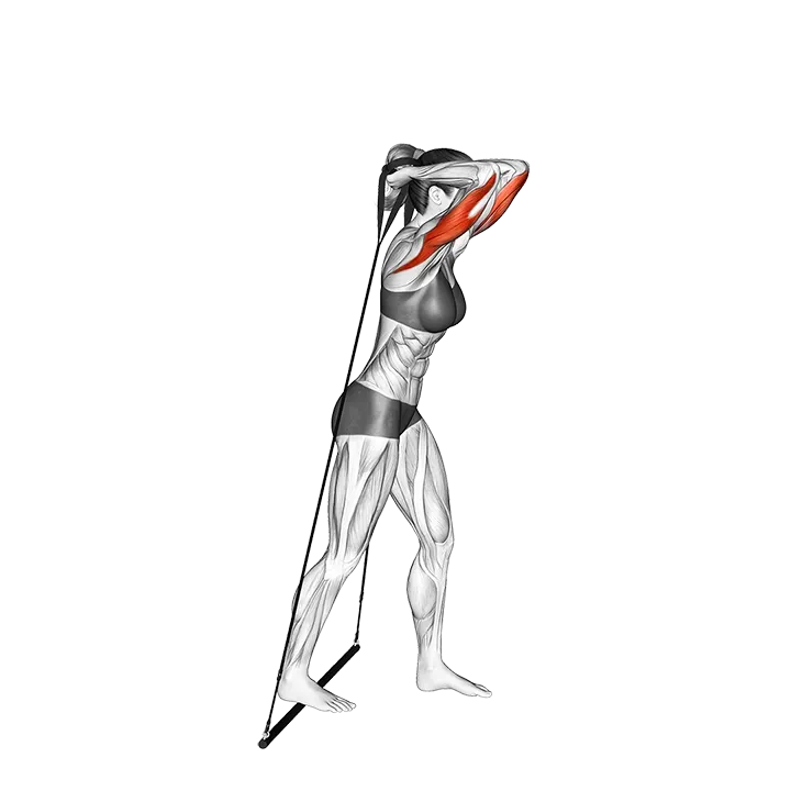 Bar Band Standing Triceps Extension exercise animation (Female)