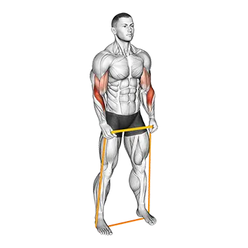 Resistance Band Hammer Curl