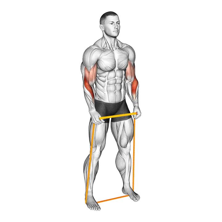 Resistance Band Hammer Curl exercise animation (Hombre)