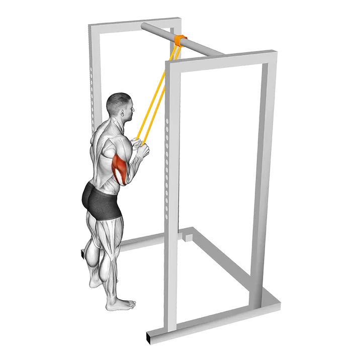 Resistance Band Triceps Pushdown exercise animation (Male)