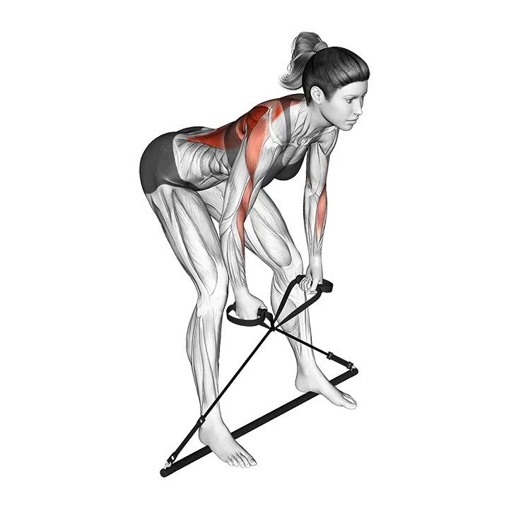 Bar Band Bent Over Row exercise animation (Female)