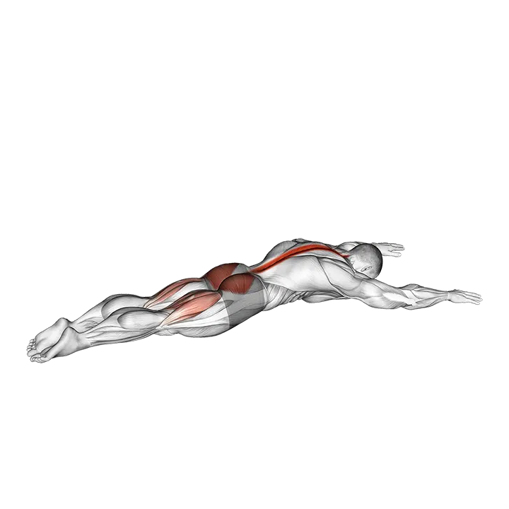 Alternating Superman exercise animation (Male)