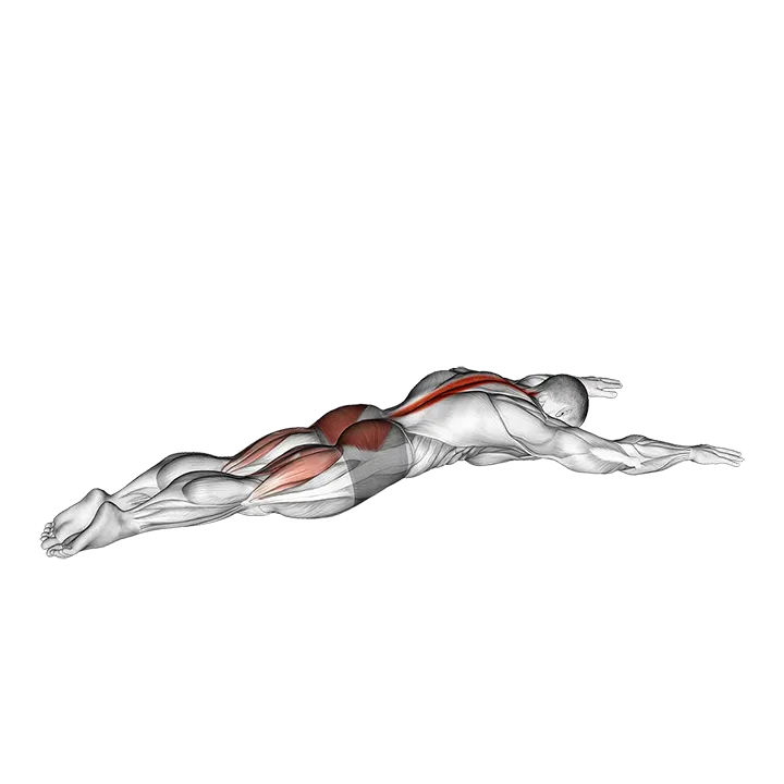 Alternating Superman exercise animation (Male)