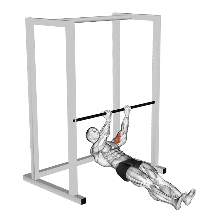 Bar Biceps Curl exercise animation (Male)