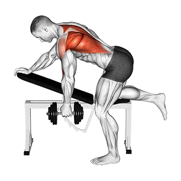 Dumbbell Bent over Single Arm Row (VERSION 2)