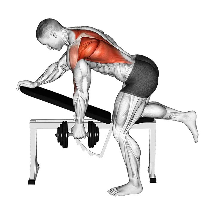 Dumbbell Bent over Single Arm Row (VERSION 2) exercise animation (Male)