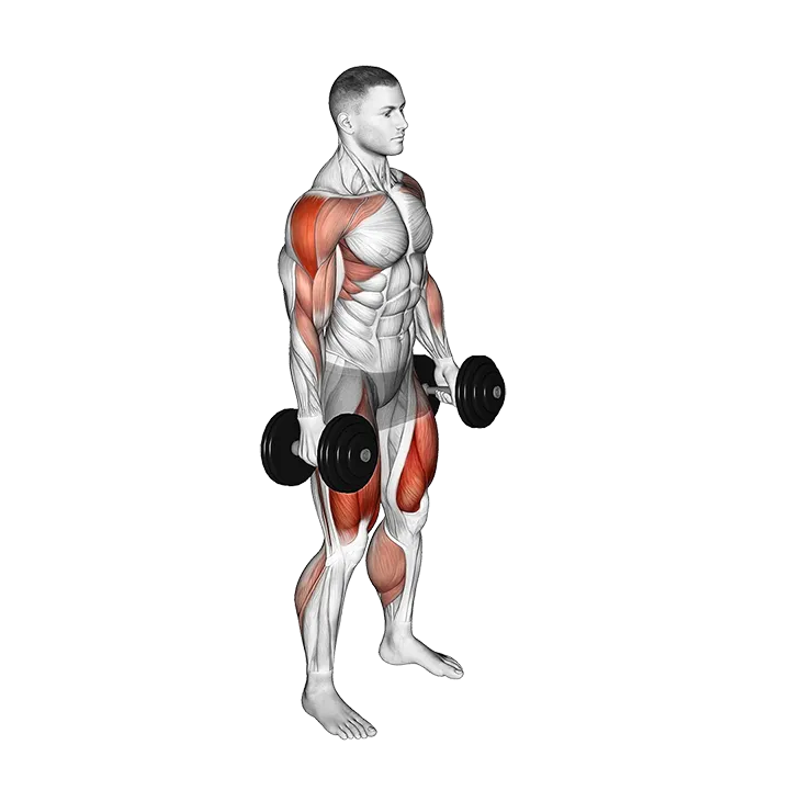 Dumbbell Hang Power Clean exercise animation (Male)
