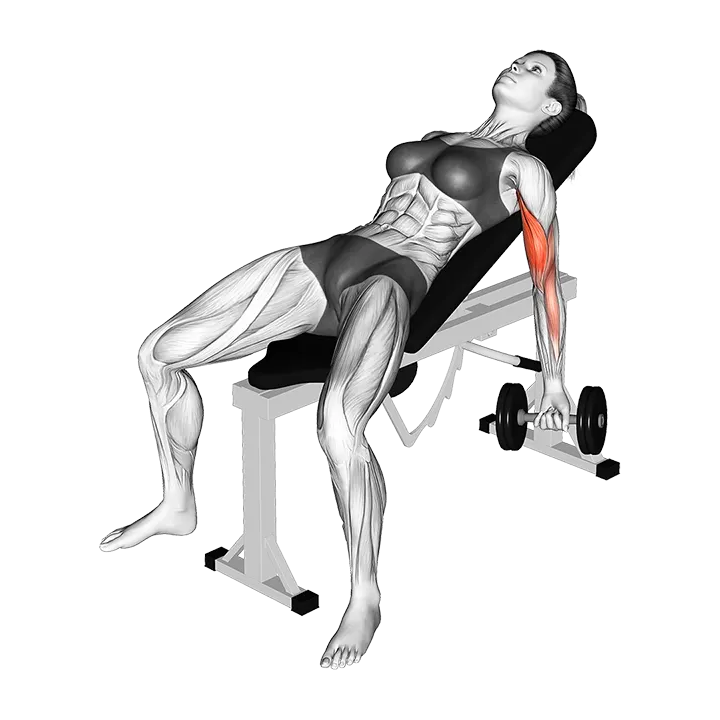 Dumbbell Incline Biceps Curl (VERSION 2) exercise animation (Female)