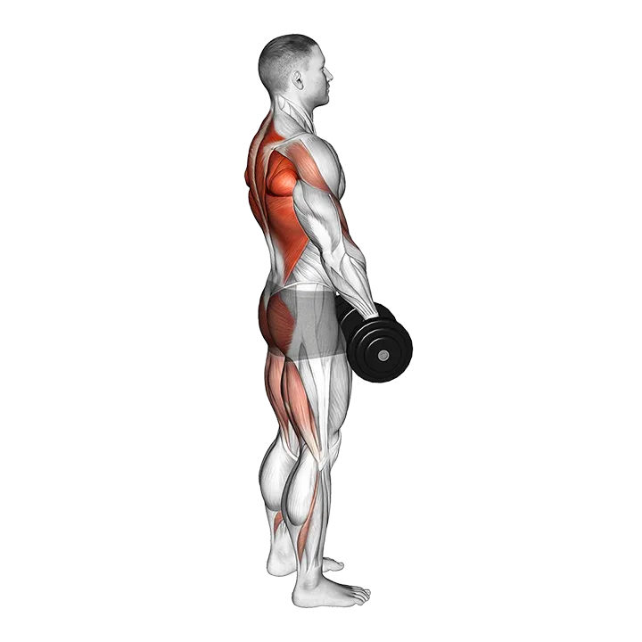 Dumbbell RDL and Bent over Row exercise animation (Male)