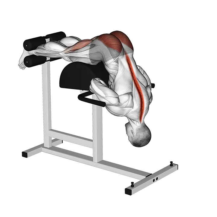 Glute Ham Developer Hip Extension exercise animation (Male)