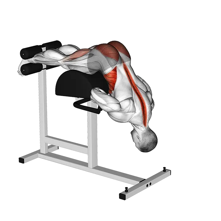Glute Ham Hyperextension Twist exercise animation (Male)