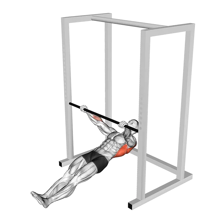 Inverted Wide Row exercise animation (Male)