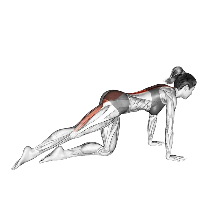 Kneeling Straight Leg Kickback (VERSION 2) exercise animation (Female)