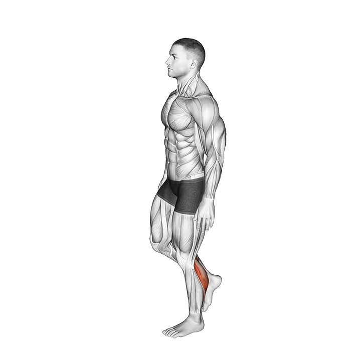 Standing Single Leg Calf Raise Balance exercise animation (Male)