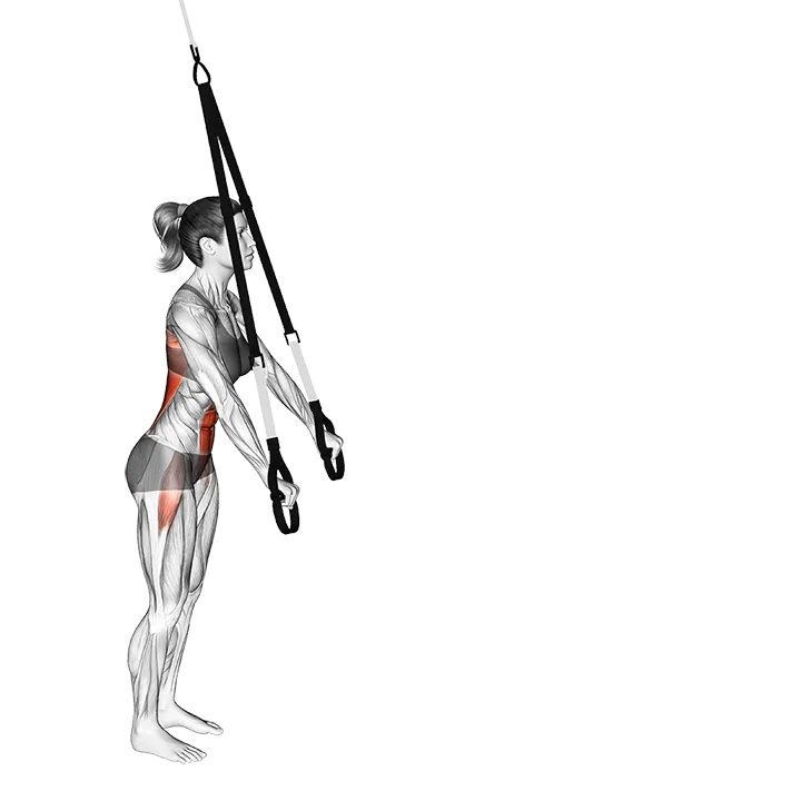 Suspender Rollout (VERSION 2) exercise animation (Female)