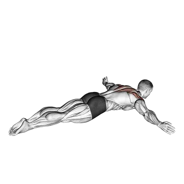 Lying Rear Lateral Raise