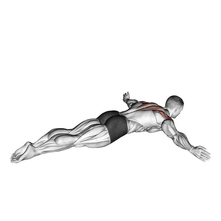 Lying Rear Lateral Raise exercise animation (Männlich)