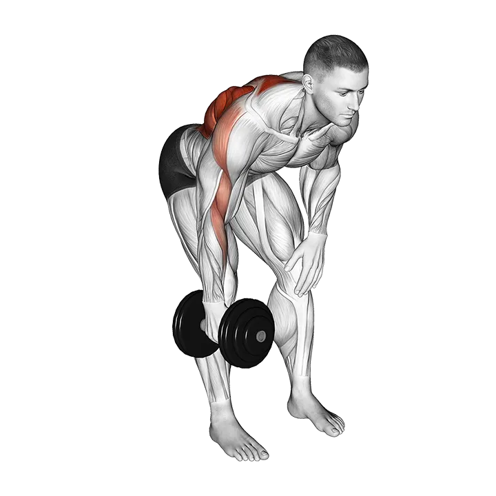 Dumbbell Single Arm Bent Over Row exercise animation (Male)