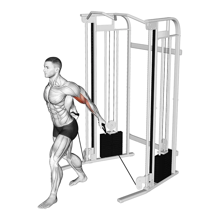 Cable Unilateral Bicep Curl exercise animation (Male)