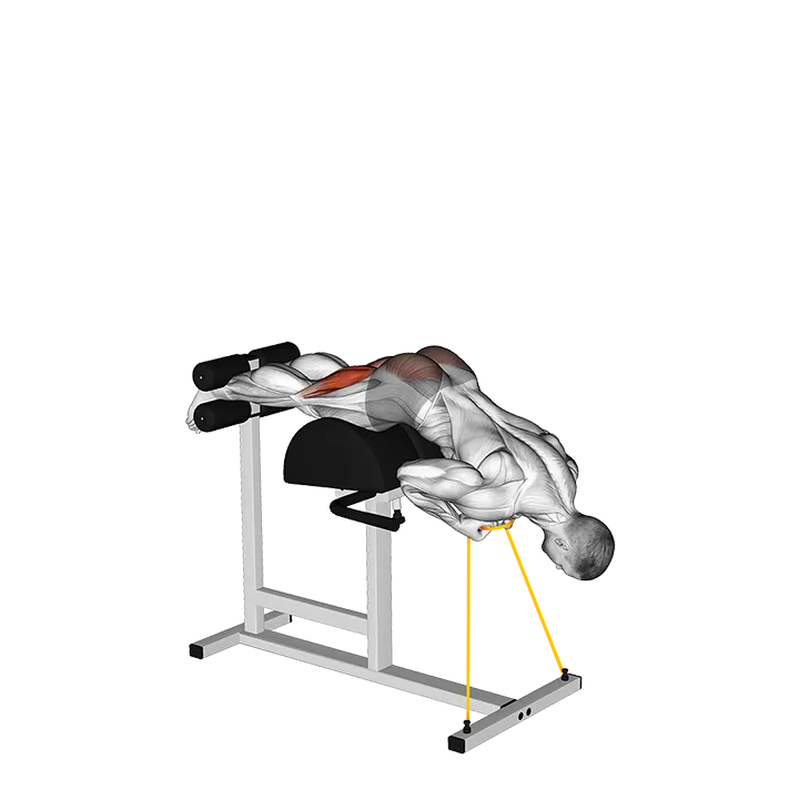 Banded Glute Ham Raise (VERSION 2) exercise animation (Male)