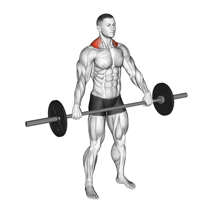 Barbell Standing Snatch Grip Shrug exercise animation (Male)